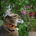 the cat who smells the flowers  by parisouailleurs