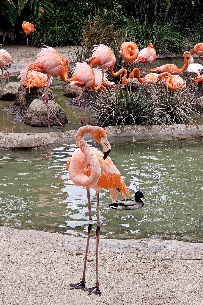 San Diego Zoo by melinareyes