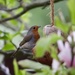 Coconut Robin by carole_sandford