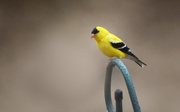 29th Apr 2019 - Goldfinch