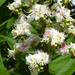 Horse-Chestnut flowers.... by snowy