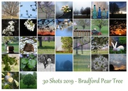 30th Apr 2019 - 30 Shots 2019 - Bradford Pear Tree