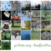 30 Shots 2019 - Bradford Pear Tree by genealogygenie