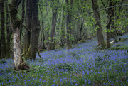 30th Apr 2019 - Bluebell Woods