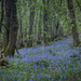 Bluebell Woods by ellida