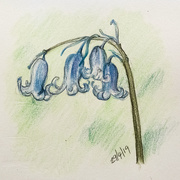 29th Apr 2019 - Bluebell