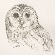 30th Apr 2019 - Tawny Owl