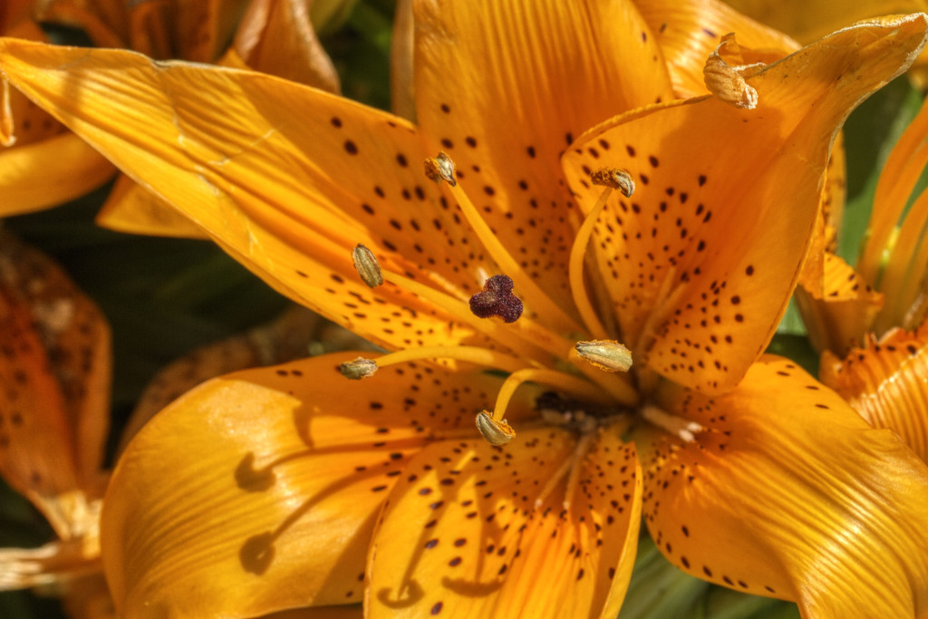 Orange Day Lily by kvphoto