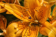 30th Apr 2019 - Orange Day Lily