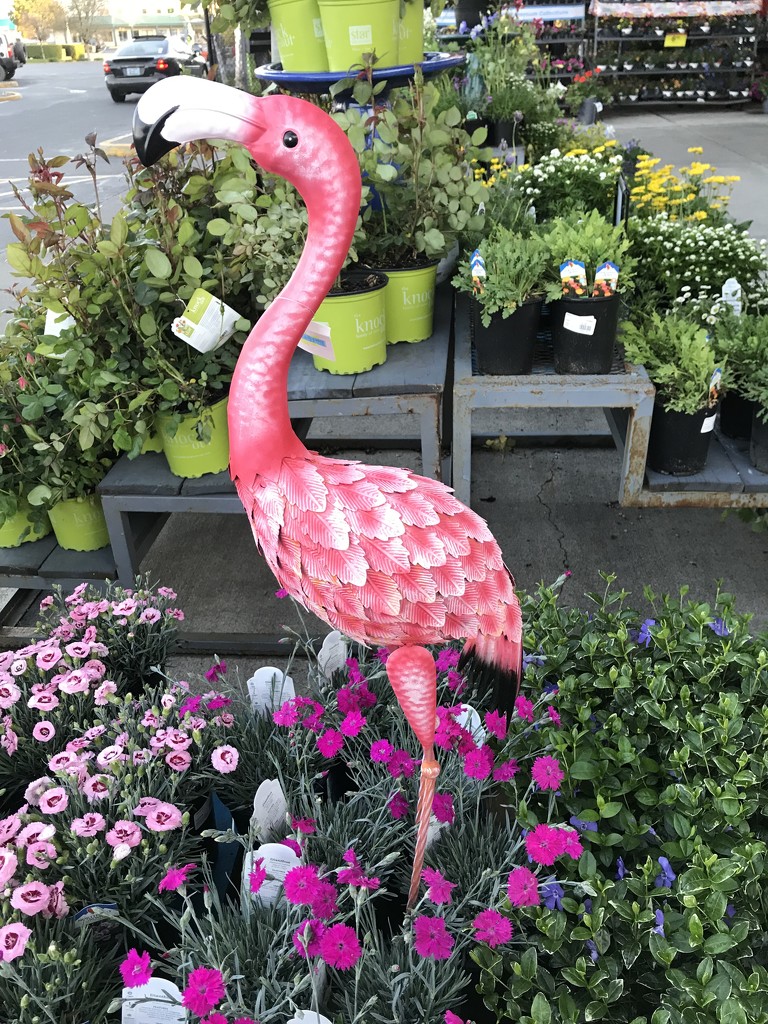 Flamingo upgrade by pandorasecho