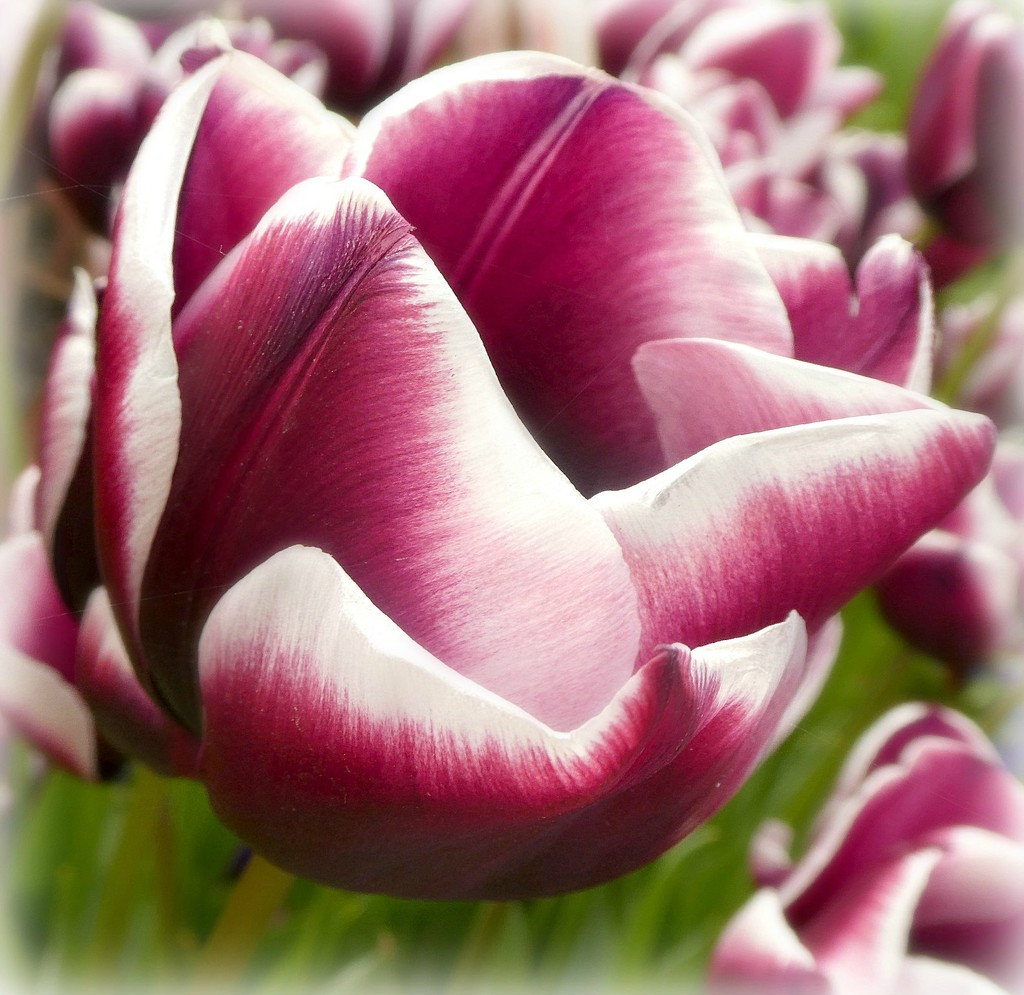 Tulip. by wendyfrost