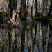 Cypress Swamp Fragment by taffy