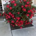 My roses have gone crazy by graceratliff