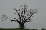 29th Apr 2019 - Bird on a Tree