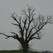 Bird on a Tree by kareenking