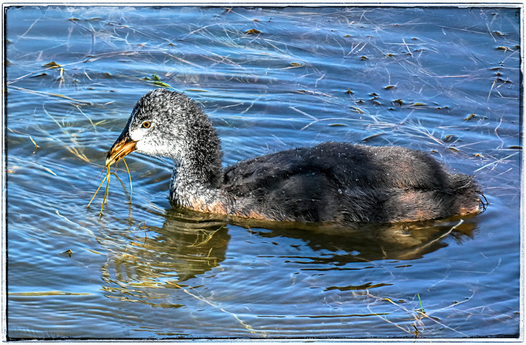 The Red knobbed Coot chick, by ludwigsdiana
