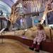 Bones of dinosaurs by annelis