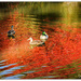 Colourful Duck Pond... by julzmaioro