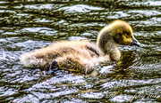 1st May 2019 - An ugly duckling ?
