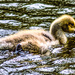 An ugly duckling ? by stuart46