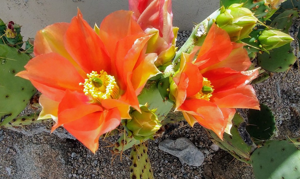 Prickly Pear Cactus Flower by harbie