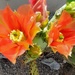 Prickly Pear Cactus Flower by harbie