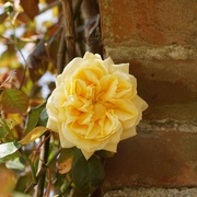 1st May 2019 - yellow rose and brick wall