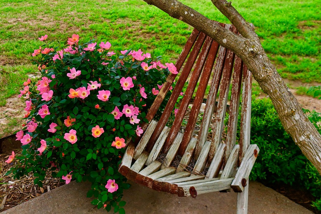 Max’s Briar Roses and wood slat chair  by louannwarren