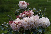 1st May 2019 - Focus Stacked Rhody