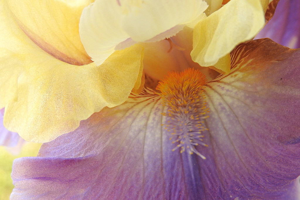 Mouth of the iris by homeschoolmom