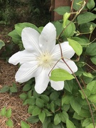 29th Apr 2019 - Clematis?