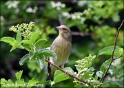 1st May 2019 - Female greenfinch