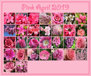 1st May 2019 - Pink April 2019