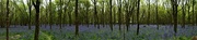 30th Apr 2019 - Bluebells- To infinity and beyond
