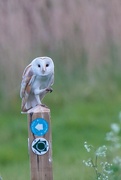 1st May 2019 - Commical Barn Owl