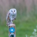 Commical Barn Owl by padlock