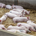 Piglets by pcoulson