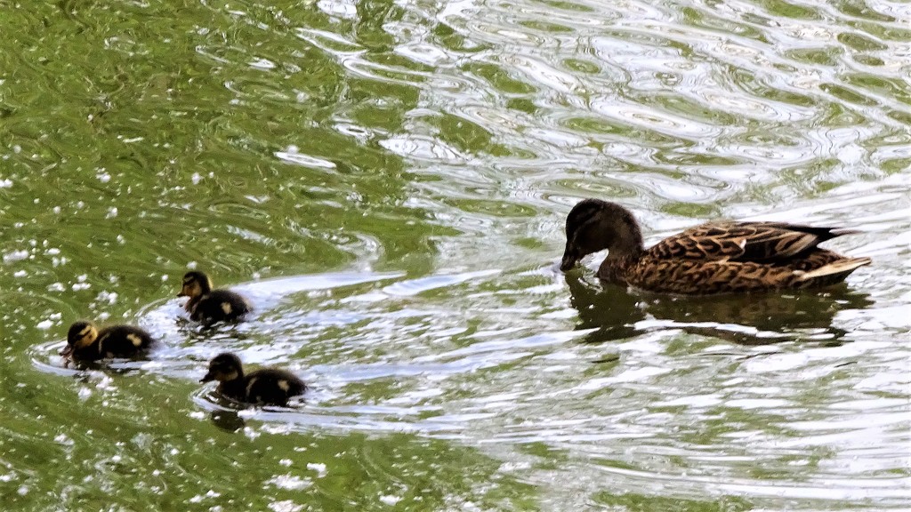 The three little ducklings said quack quack quack !!!! by beryl