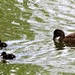 The three little ducklings said quack quack quack !!!! by beryl