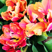 1st May 2019 - TJ's Tulips
