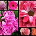 MFPIAC Floral Pink by homeschoolmom