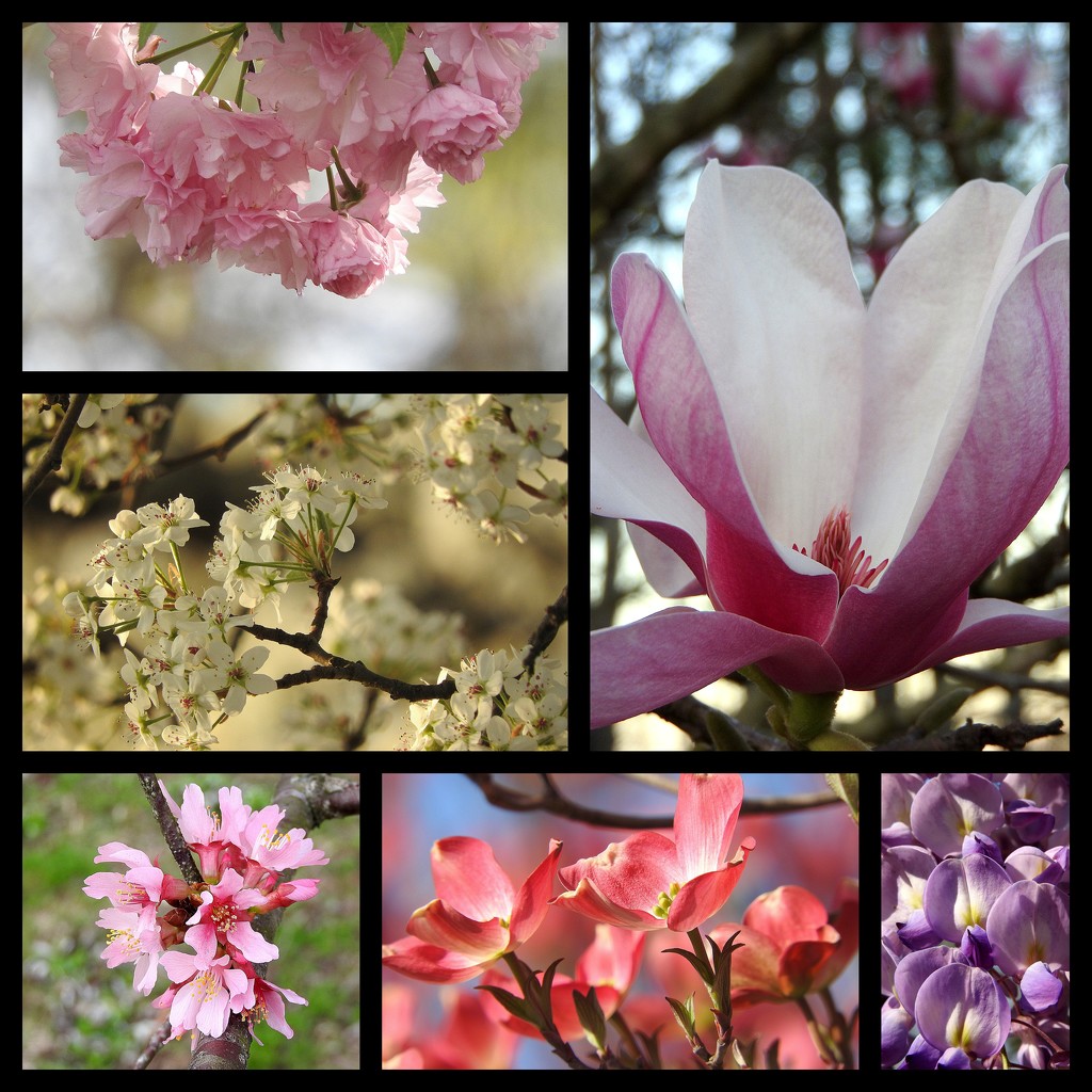 MFPIAC Floral Spring Trees by homeschoolmom