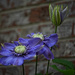 First Clematis by lstasel