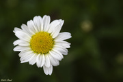 1st May 2019 - First Daisies