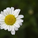 First Daisies by lstasel