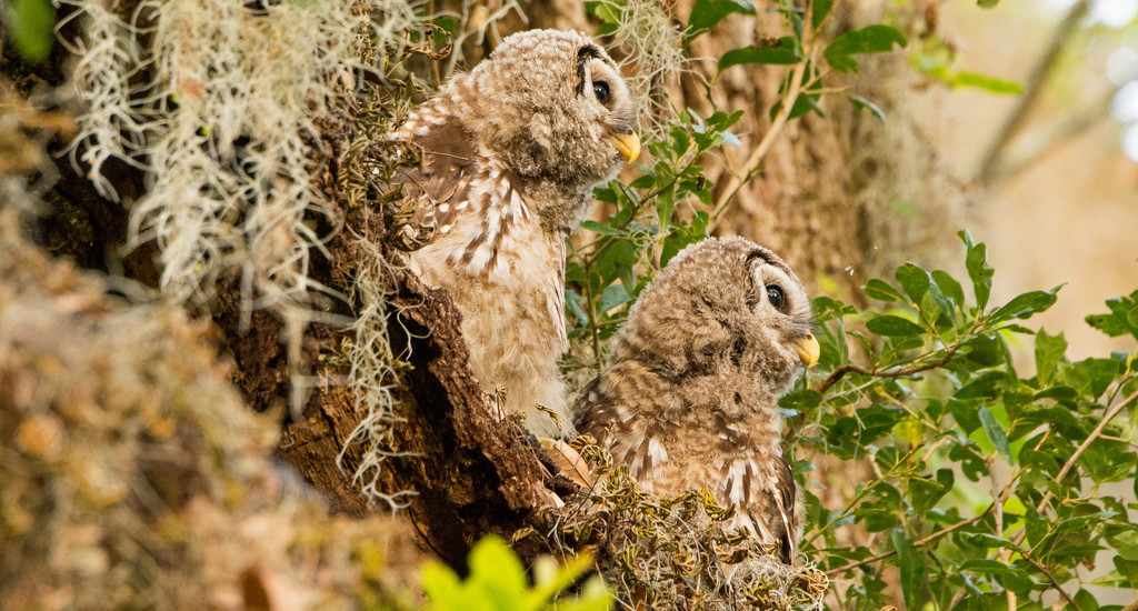 The Baby Barred Owls Watching for Mom! by rickster549