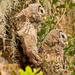 The Baby Barred Owls Watching for Mom! by rickster549