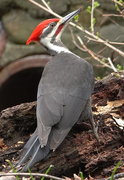 1st May 2019 - Pileated Woodpecker