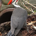 Pileated Woodpecker by annepann