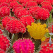 Red Cacti by ianjb21